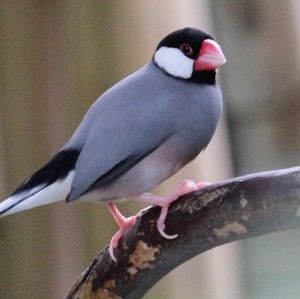 Meet your Posher, Jo